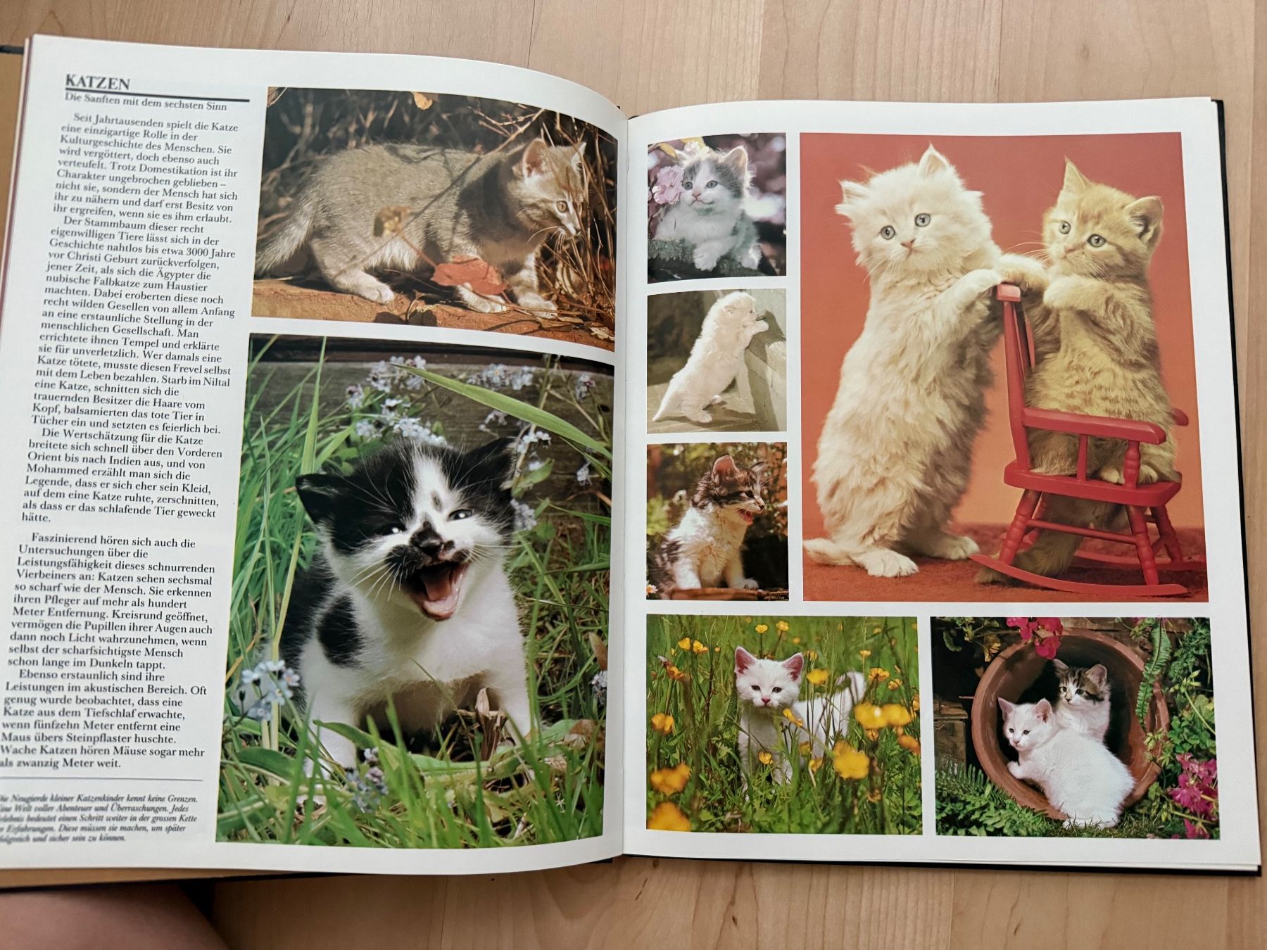 Libri: Die schönsten Tierkinder Buch guter Zustand – Usato da Pfäffikon SZ venduto da Syndrome379 1