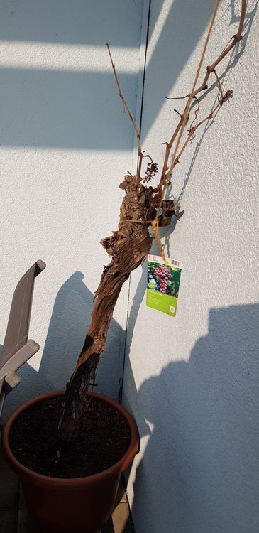 Weinrebe Weintraube im Topf Kaufen auf Ricardo