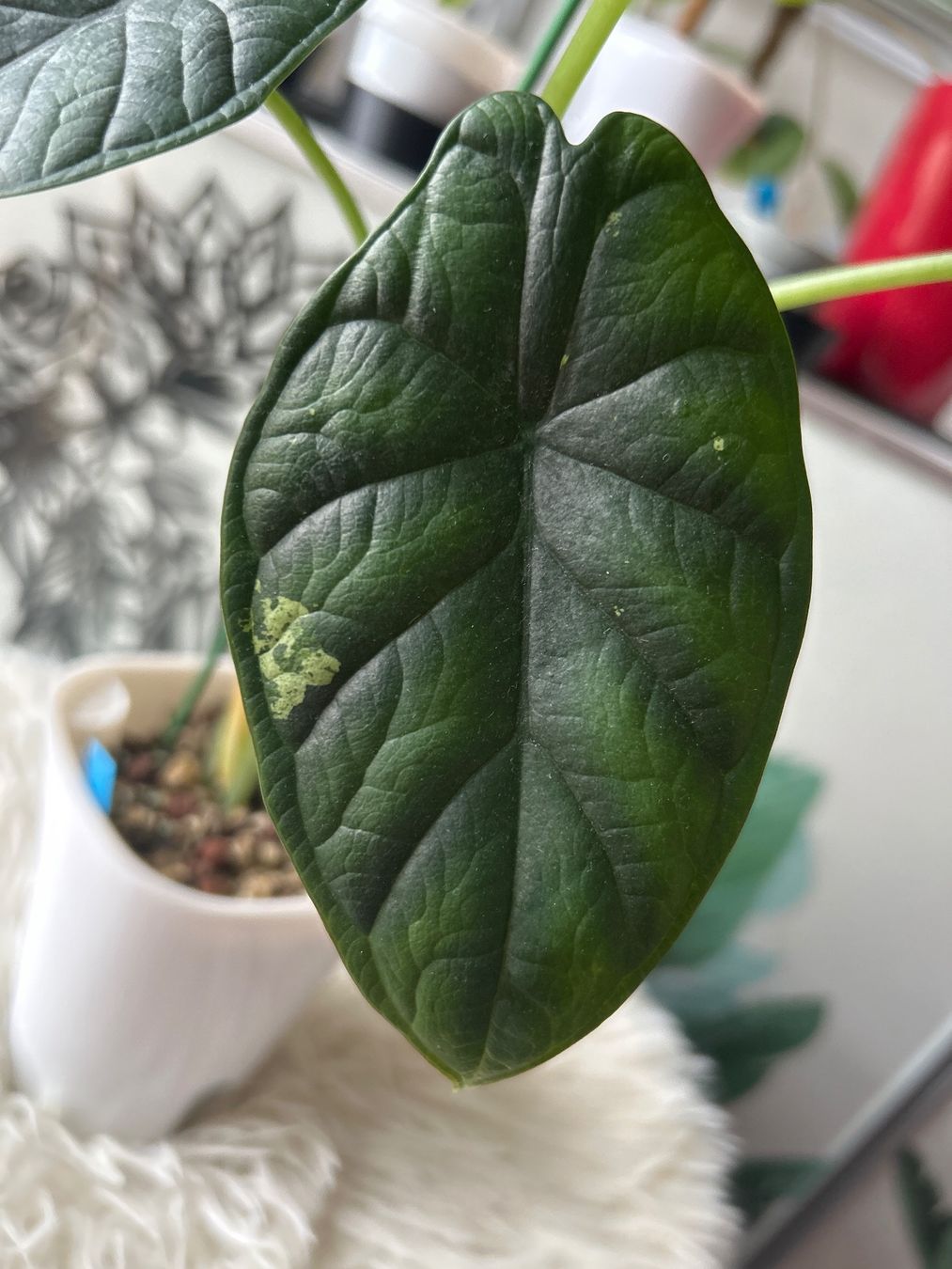 Piante & sementi: Alocasia Dragon Scale variegata Mint – Nuovo (secondo la descrizione) da Scherzingen venduto da Elefantenohr.ch 1