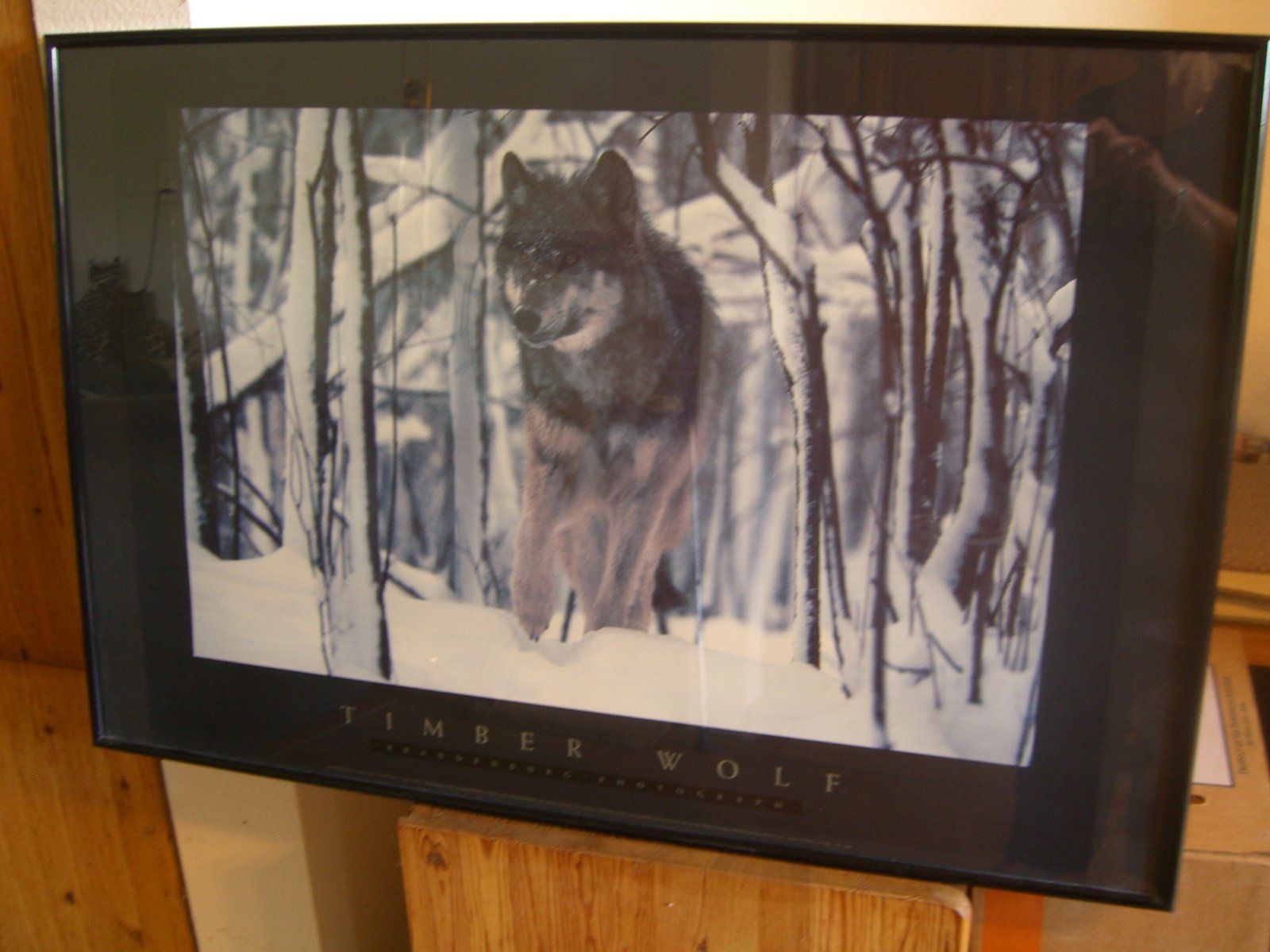 Bilderrahmen: wunderschönes,grosses Bild eines Timber Wolfs, Wechselrahmen – Gebraucht aus Winterthur von Gaia 3