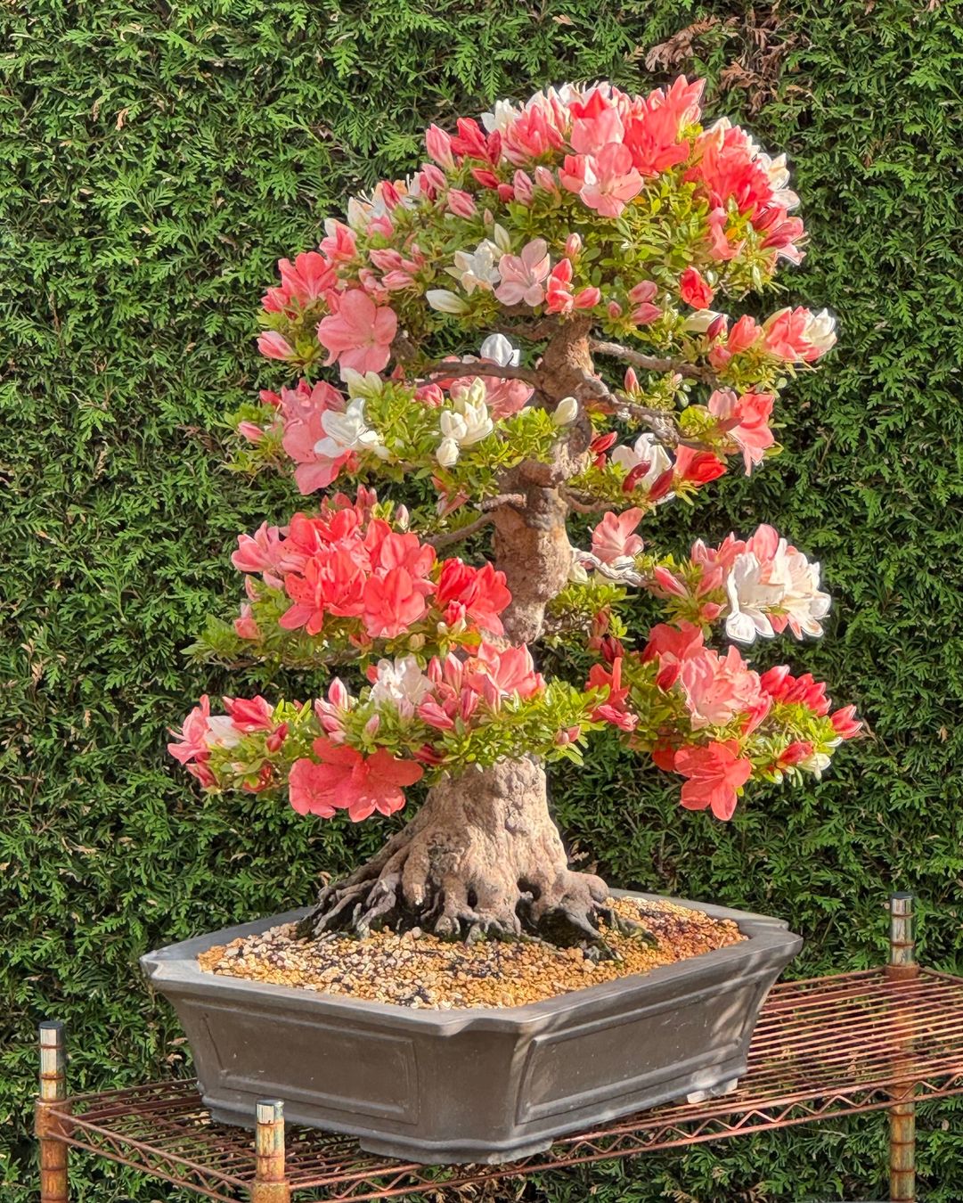 Plantes & graines: Bonsai d'exception solitaire: Azalée de Satsuki – D'occasion à Epalinges par Wimmsi