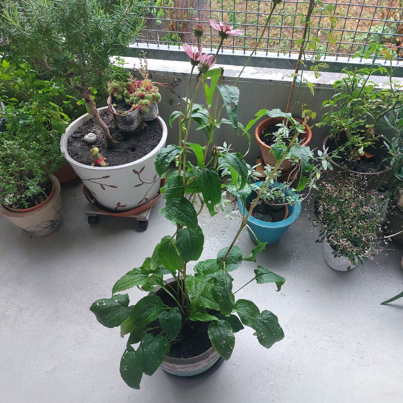 Pflanzen & Samen: Echinacea, pink, 2. Blüten  – Gebraucht aus Freienbach von Stuagert 1