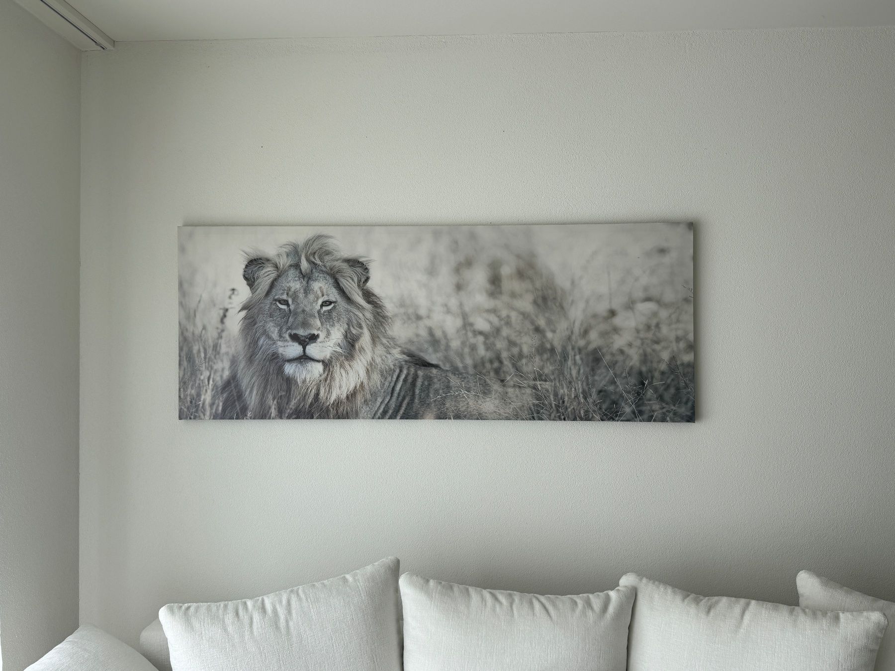 Foto & Immagini: Leinwandbild Löwe 150cm – Nuovo (secondo la descrizione) da Embrach venduto da somethingforyou