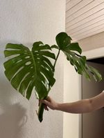XL Monstera Deliciosa Top Cutting 2 Large Fenestrated Leaves