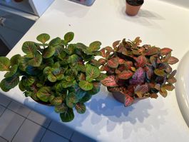 Lot 2 jolis fittonias plantes d’intérieur colorées