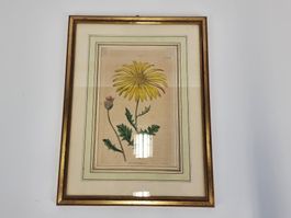 Original-Kupferstich aus dem 18. Jahrhundert