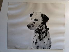 antikes Photo Dalmatiner Hund 30 cm x 25 cm