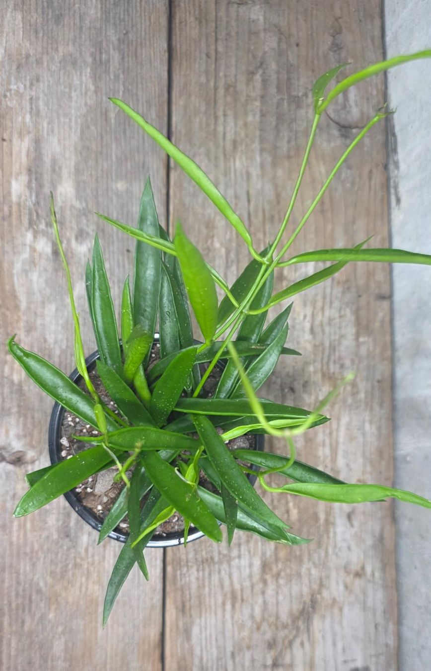 Piante & sementi: Hoya longifolia – Usato da St.Erhard venduto da Plumilandschweiz 1