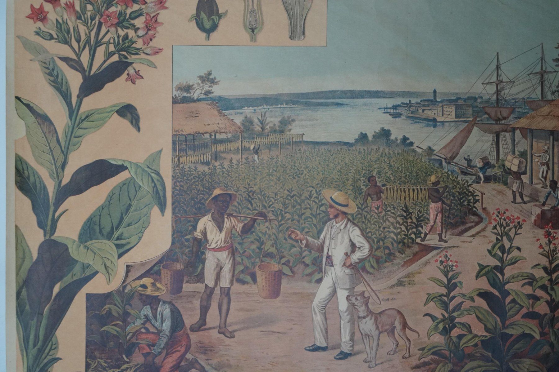 Foto & Immagini: Historisches Schulwandbild  – Tabak Tabakernte – Usato da Härkingen venduto da sammelbecken 2