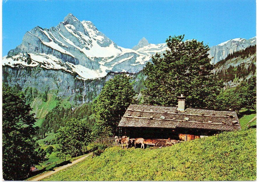 Cartoline postali: BRAUNWALD Alphütte mit Kälbern – Usato da Jona venduto da philajona