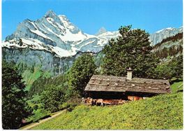 BRAUNWALD Alphütte mit Kälbern