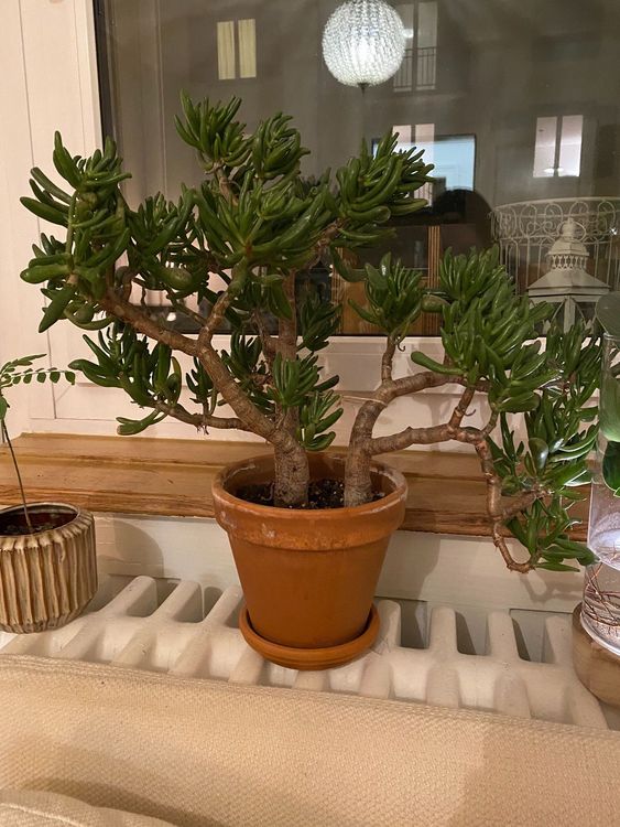 Crassula Ovata (Geldbaum) Kaufen auf Ricardo