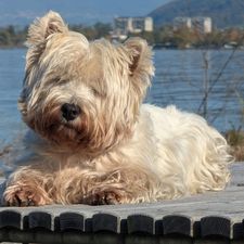 Profile image of luc_5jdc