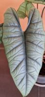 🤩Alocasia Platinum Rhizom 