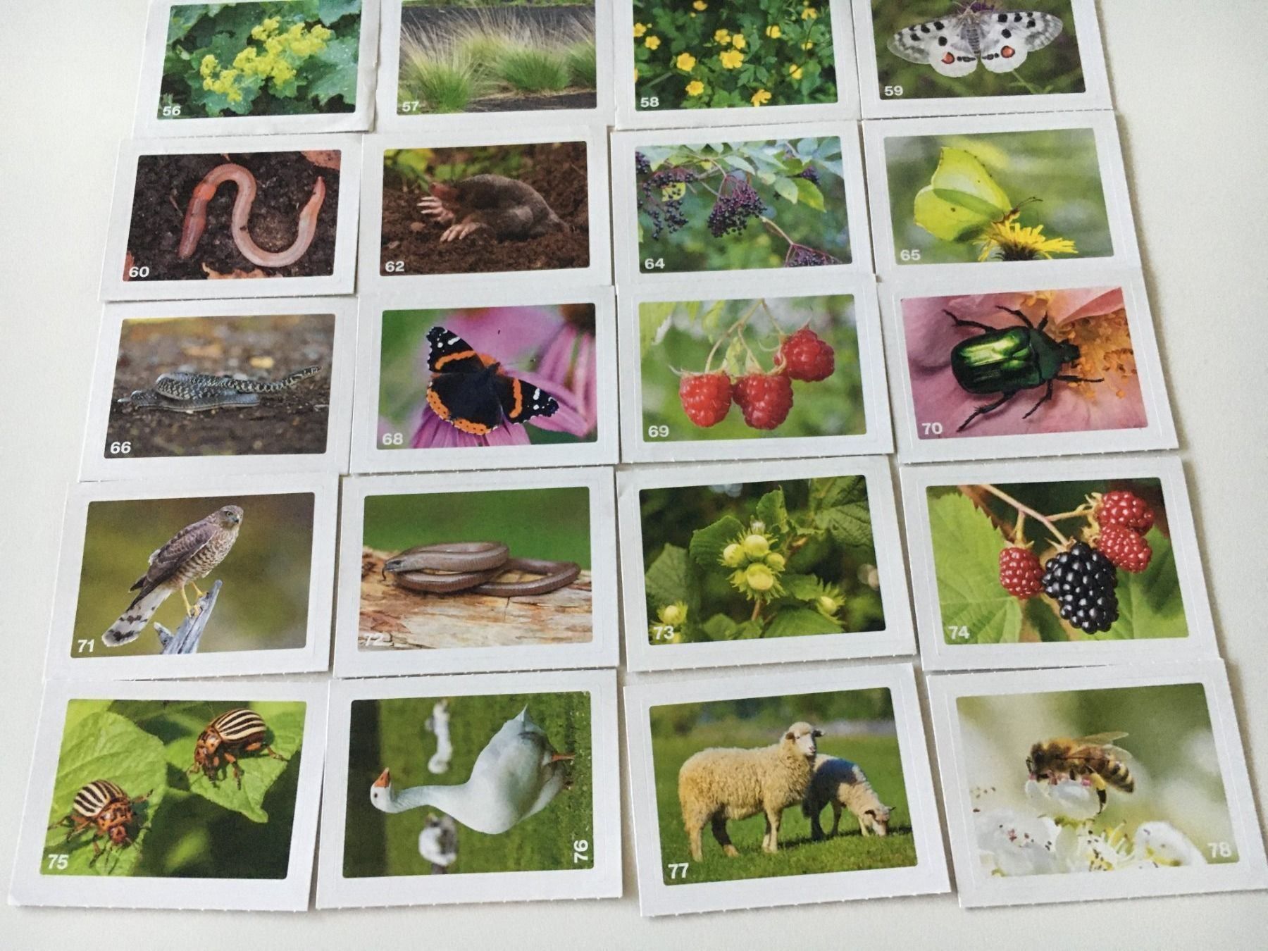 Migros Sammelbilder & Trading cards: Migros Nature Detectives Bildli 20Stück – Neu (gemäss Beschreibung) aus Dällikon von dahi1