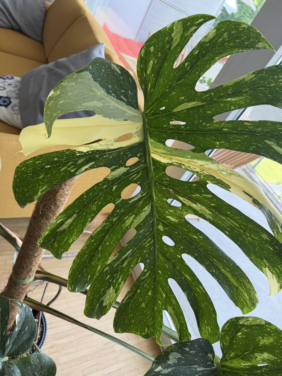 Monstera Thai Constellation ca.120cm hoch (Neu (gemss Beschreibung)) in  LUZERN fr CHF 250  nur Abholung auf Ricardo kaufen