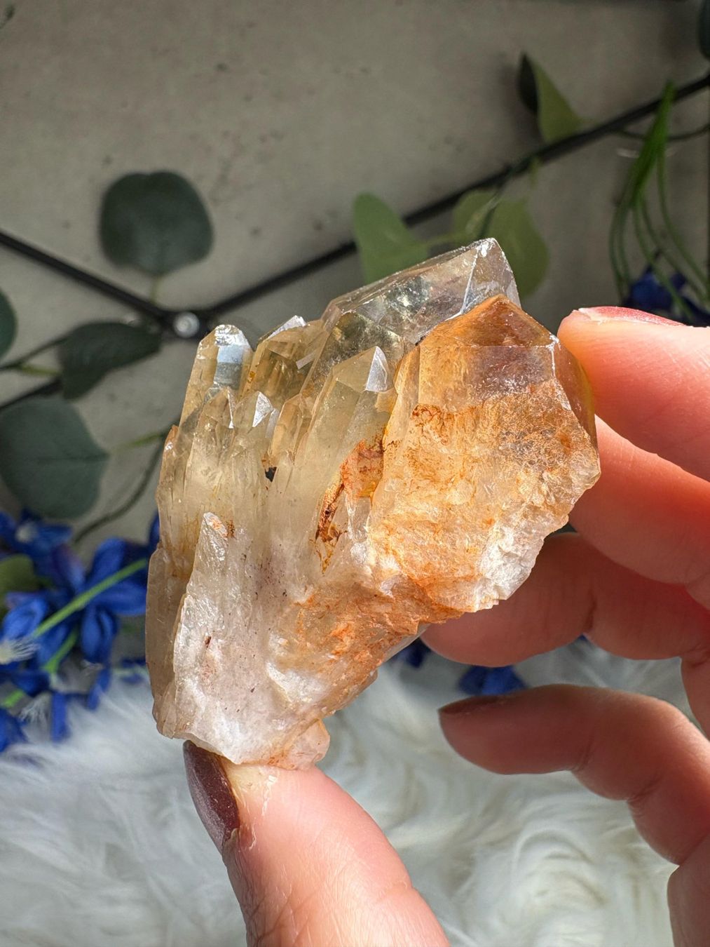 Minerali & Pietre curative: Kundalini Citrin Cluster mit Phantom – Nuovo (secondo la descrizione) da Neuheim venduto da m.hald 3