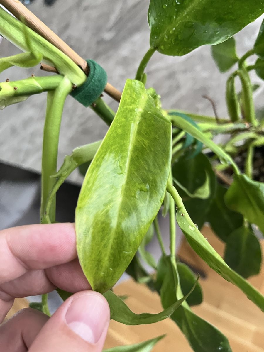 Pflanzen & Samen: Philodendron – Gebraucht aus Uster von ke114 2