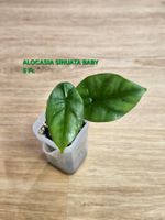 Alocasia Sinuata (Baby)