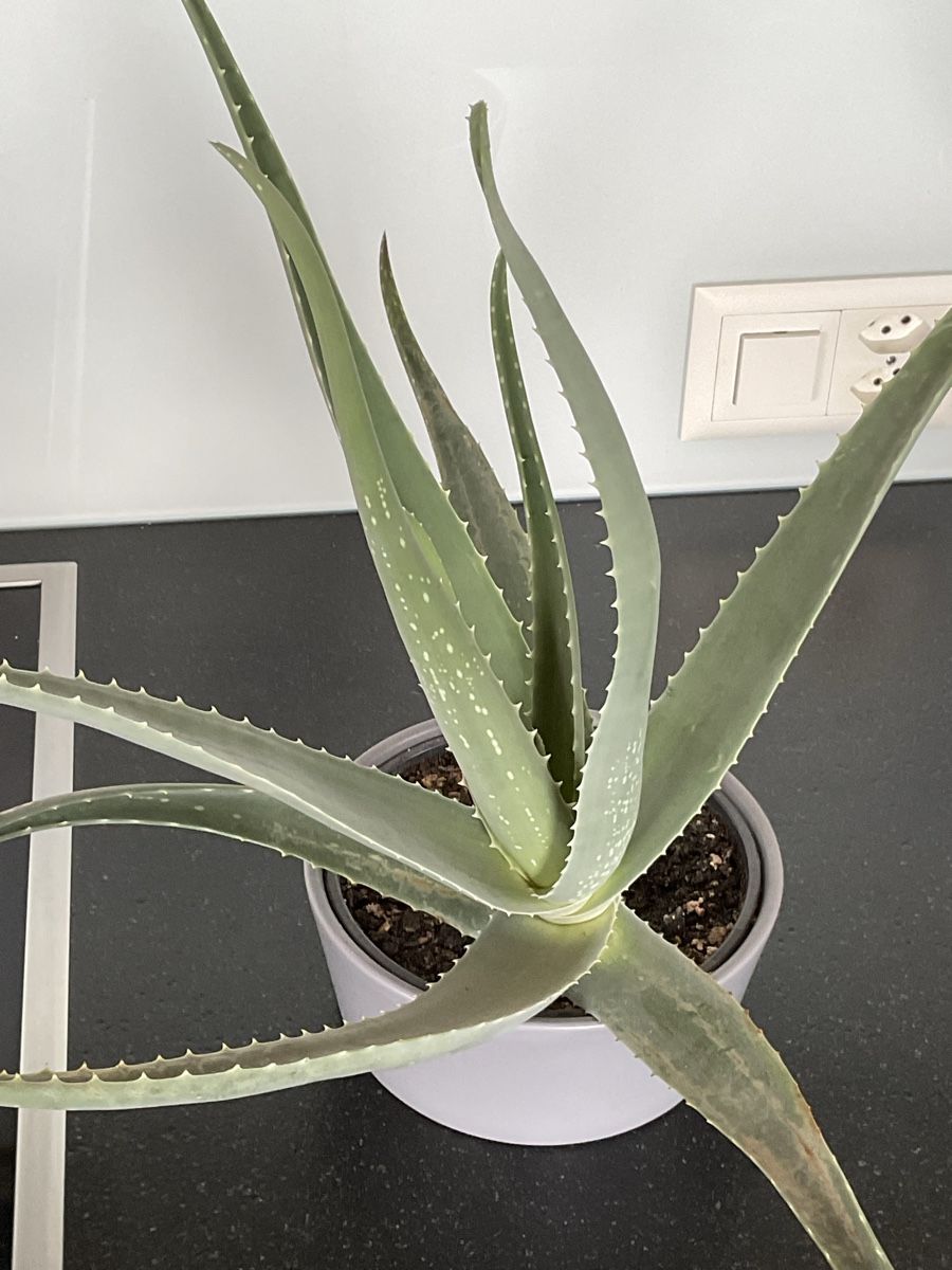 Piante & sementi: Aloe Vera – Usato da Diepoldsau venduto da WinWin011