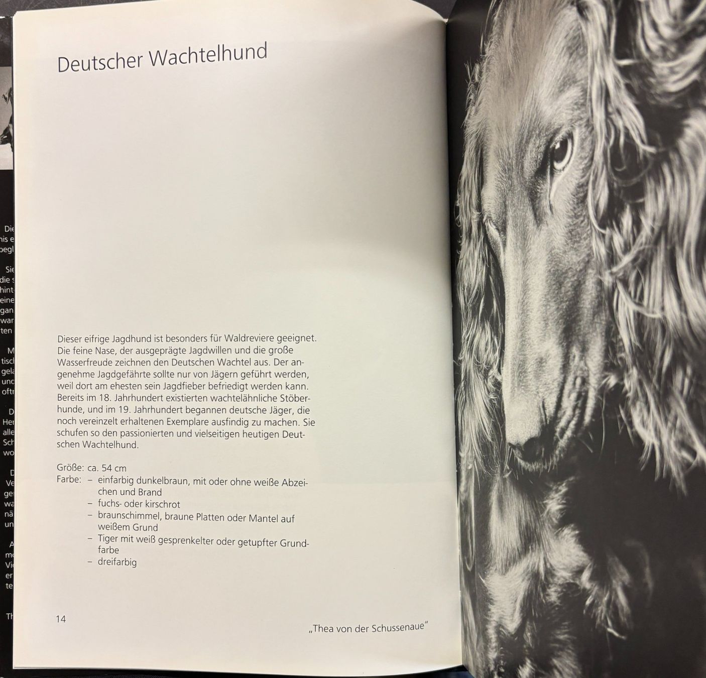 Bücher: Hundeblicke – Gebraucht aus Sarnen von Livres 4