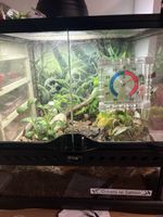 Terrarium 30 × 30 × 30 cm mit Jungferngecko und Eiern 