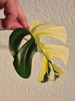 🌿Rhaphidophora Tetrasperma Variegata Ableger #3🌿