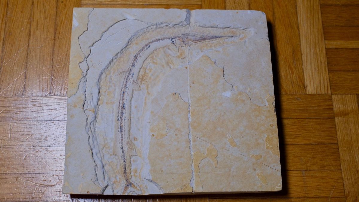 Fossili: Fossil - Rhynchodercetis sp. – Usato da Biel/Bienne venduto da nimmes
