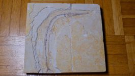 Fossil - Rhynchodercetis sp.
