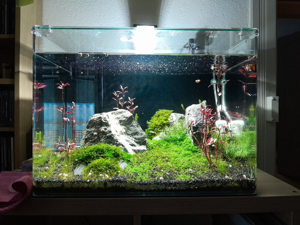Aquascaper Aquarium von Dennerle 70l | Kaufen auf Ricardo