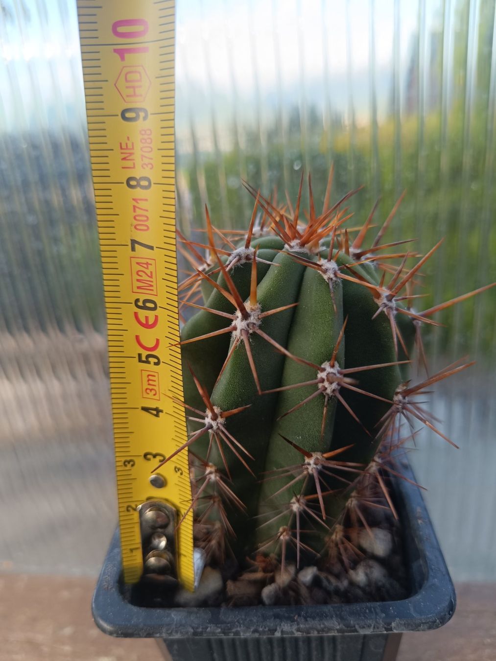 Piante & sementi: Trichocereus macrogonus SAN PEDRO – Nuovo (secondo la descrizione) da Pâquier-Montbarry venduto da chr_7dmj 1