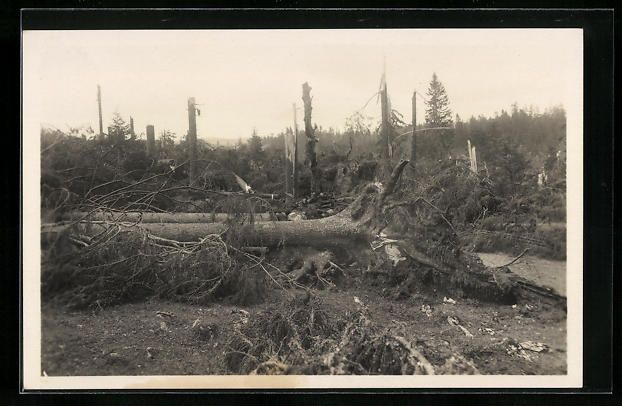 Cartoline postali: Chaux d'Abel, Forêt dévastée entre la – Usato da Berlin venduto da bartko-reher