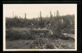 Chaux d'Abel, Forêt dévastée entre la
