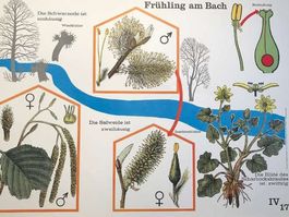 Schulwandbild Poster Nr.17 Frühling am Bach