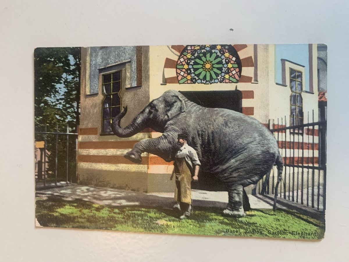 Cartoline postali: Ansichtskarte Zoo Basel Elephant – Usato da Bern venduto da estalin