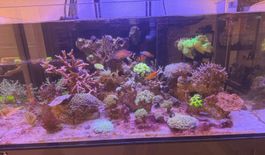 Weissglasaquarium Massanfertigung 271L