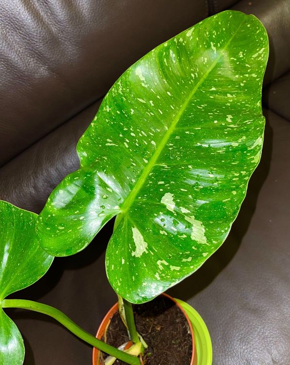 Philodendron jose buono Variegata Kaufen auf Ricardo
