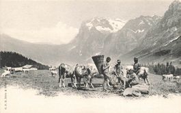 Alpe Alm Mucche Kühe Animata animierte