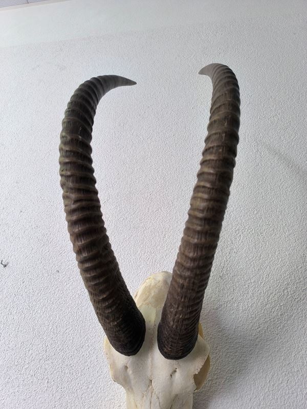 Altre raccolte & rarità: echten Schädel einer Ibex- oder Steinbock – Usato da Rüti ZH venduto da Restwert_Rueti_ZH 4