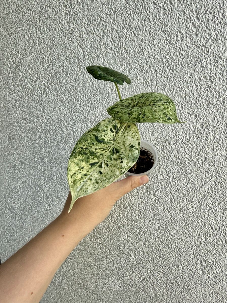 Piante & sementi: Alocasia Scale Dragon Mint – Nuovo (secondo la descrizione) da La Tour-de-Trême venduto da LyAmy 1