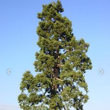 Profile image of Baum1997