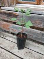 Fächerblattbaum - Ginkgo biloba - 1 Pflanze