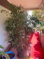 Grosser Ficus Benjamina für ihren Balkon oder Terasse