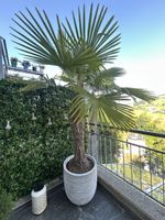 XL Palme inkl Topf  (Palme nr 1)