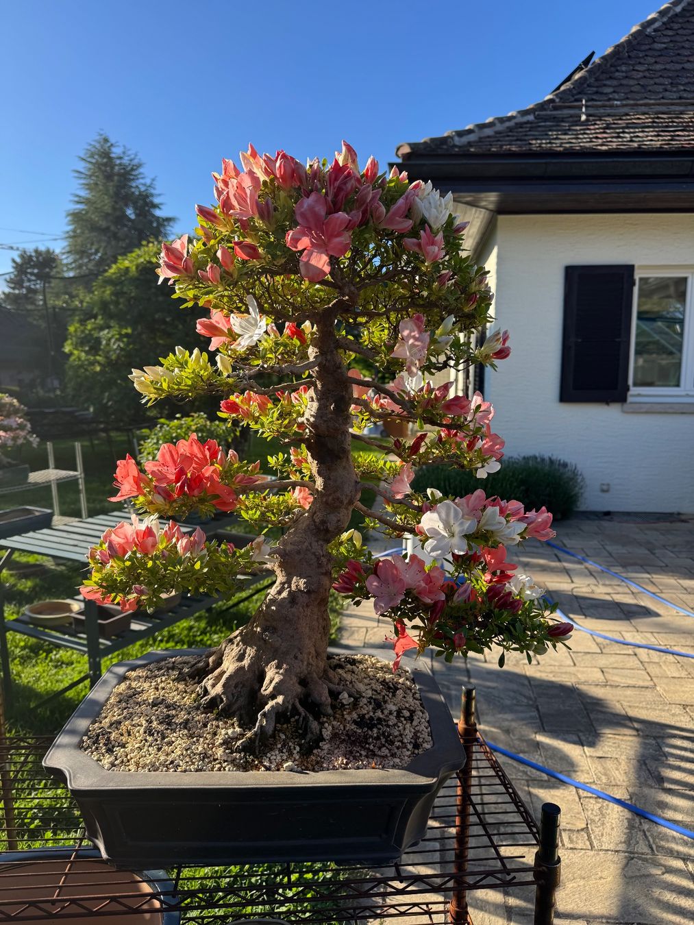 Plantes & graines: Bonsai d'exception solitaire: Azalée de Satsuki – D'occasion à Epalinges par Wimmsi 3