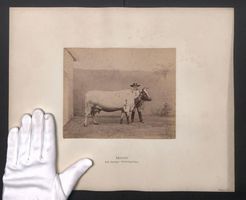 Fotografie Internationale Landwirtschaft