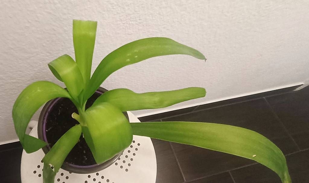 Piante & sementi: Yucca (45 cm inkl. Topf) – Usato da Bern venduto da sv-trade 3