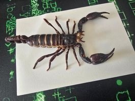Skorpion Taxidermie knapp 13 cm