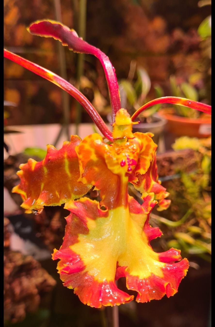 Piante & sementi: Orchidee Psychopsis Mariposa – Usato da Jona venduto da Smurnaya