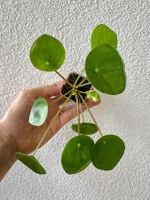 Pilea peperomioides plant - Chinese Money Plant 🌱💰!